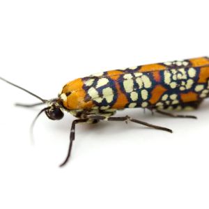 Ailanthus Webworm – Atteva punctella get a quote