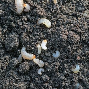 Root Weevil Larvae get a quote