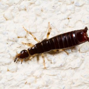 European Earwig – Forficula auricularia get a quote