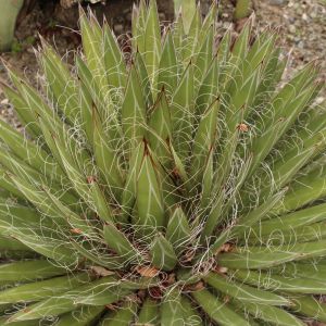 Agave filifera – Thread Agave – get a quote