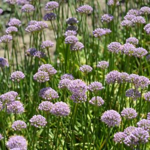 Allium senescens – Onion get a quote