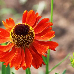 Helenium ‘Moerheim Beauty’ – Sneezeweed – Helen’s Flower – get a quote