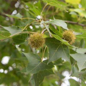 Liquidambar formosana – Liquidambar formosana var. monticola – Chinese Liquidambar – Formosan Gum- Sweetgum   – get a quote