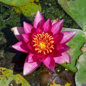 Nymphaea ‘Vesuve’ – Waterlily – get a quote