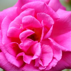 Rosa ‘Mullard Jubilee’ – Rose ‘Electron’ – Rose ‘Mullard Jubilee’ get a quote