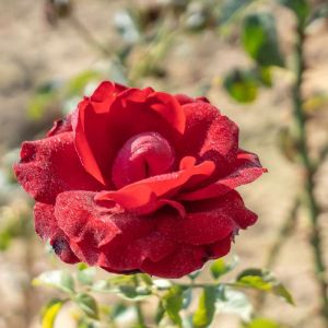 Rosa ‘Red Cascade’ – Rose ‘Red Cascade’ get a quote