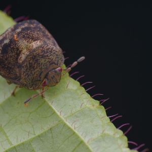 Plataspid – Kudzu Bug – Globular Stink Bug – Leblab Bug – Megacopta get a quote