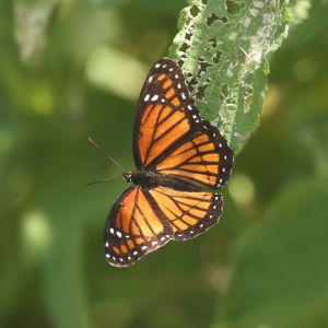 Viceroy – Limentis archippus get a quote