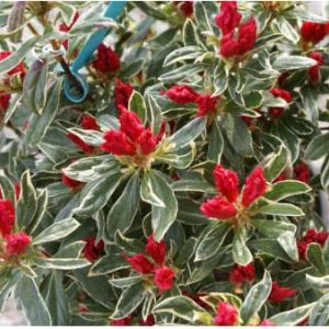 Rhododendron – Silver Sword Azalea get a quote