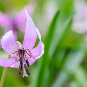 Erythronium  japonicum – Dog’s-tooth Violet – Trout Lily – Fawn Lily – get a quote