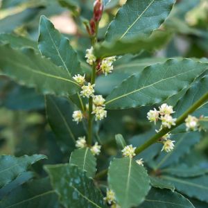 Laurus nobilis – Bay Laurel – Bay Tree – Sweet Bay – True Laurel – Laurel – get a quote