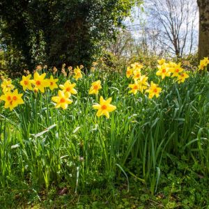 Narcissus ‘Birma’ – Daffodil ‘Birma’ get a quote