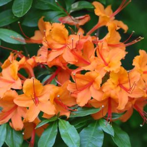 Rhododendron calendulaceum – Flame Azalea get a quote