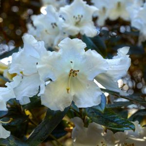 Rhododendron ‘edgeworthii – Rhododendron ‘bullatum’ – Azaleas – get a quote