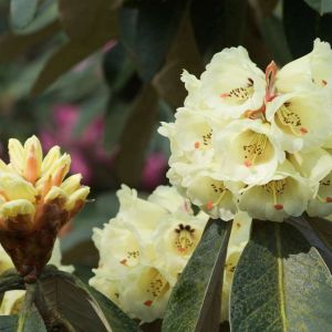 Rhododendron macabeanum – Azaleas – get a quote