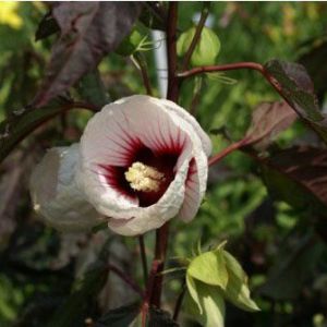 Hibiscus ‘Kopper King’ get a quote