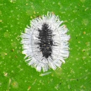 Mulberry Whitefly – Tetraleurodes mori get a quote