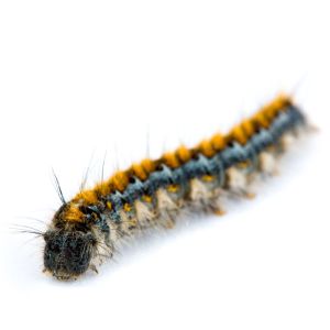 Pacific Tent Caterpillar – Malacosma constrictum get a quote