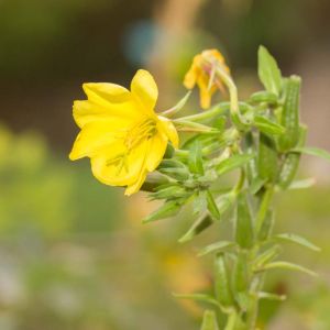 Oenothera biennis – Common Evening Primrose – Evening Primrose – Sundrops – get a quote