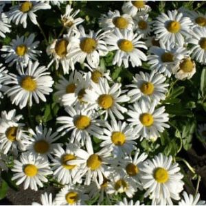 Nipponanthemum nipponicum – Nipon daisy – get a quote