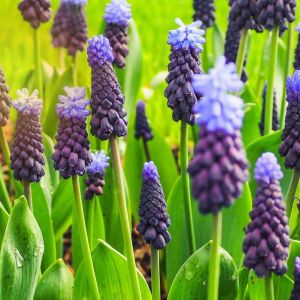 Muscari l. ‘Latifolium’ – Muscarimia – Grape Hyacinth – bulb get a quote