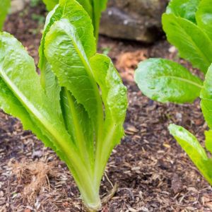 Lettuce – Romaine Lettuce get a quote