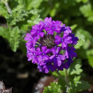 Verbena c. ‘Homestead Purple’ get a quote