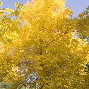 Carya glabra – Hognut – Pignut – Pignut Hickory – Hognut – Broom Hickory – Hickory – Pecan – get a quote