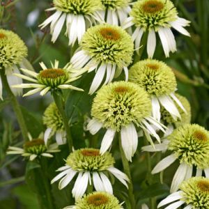 Echinacea ‘Coccunut Lime’ – Coneflower – get a quote