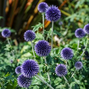 Echinops ritro – Small Globe Thistle – Globe Thistle – get a quote