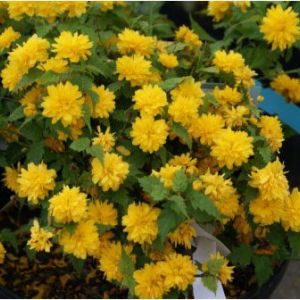 Kerria japonica ‘Phenthoa’ – Japanese Rose – get a quote