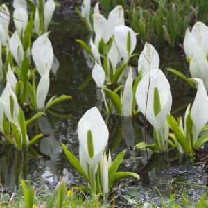 Lysichiton camtschatcensis – White Skunk Cabbage – Skunk Cabbage – Lysichitum – get a quote