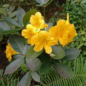 Rhododendron laetum – Azaleas – get a quote