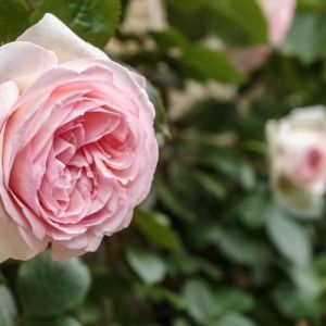 Rosa ‘Eden Climber’ – Rose ‘Eden’ – Rose ‘Eden Rose 88’ – Rose ‘Pierre de Ronsard’ – get a quote