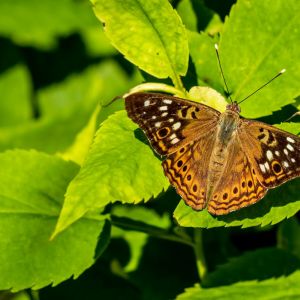 Hackberry Butterfly – Asterocampa celtis get a quote