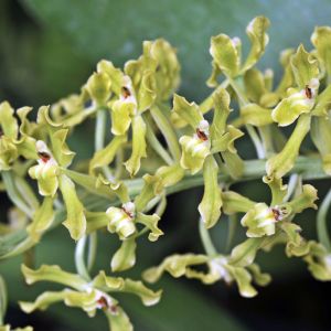 Ornithophora – Gomesa – orchid get a quote