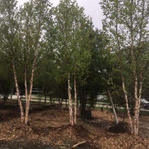 Betula nigra ‘Heritage’ – River Birch – Tropical Birch – Black Birch get a quote
