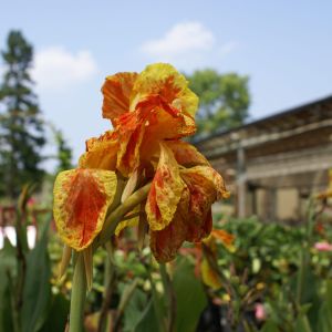 Canna ‘Cleopatra’ get a quote