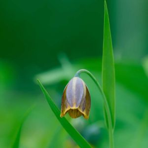 Fritillaria pyrenaica – Fritillaria nigra of gardens – Fritillary – get a quote