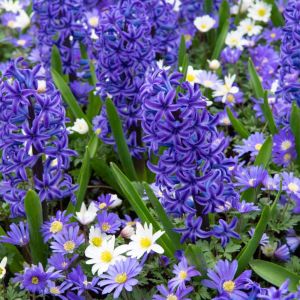 Hyacinthus ‘Blue Jacket’ – Hyacinth ‘Blue Jacket’ – get a quote