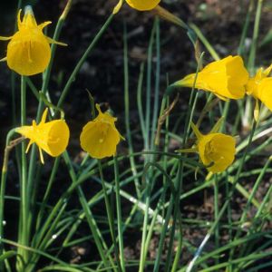 Narcissus bulbocodium – Hoop-petticoat Daffodil – Daffodil get a quote