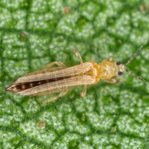 Onion Thrips – Thrips tabaci get a quote