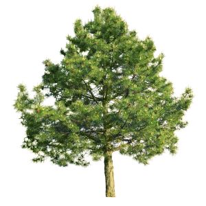 Pinus sylvestris – Scots Pine – Scotch Pine – Pine – get a quote