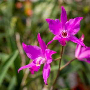 Laelia – orchid get a quote