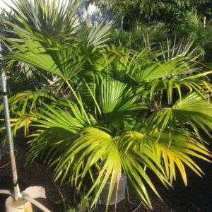 Livistona chinensis – Chinese fan palm – get a quote