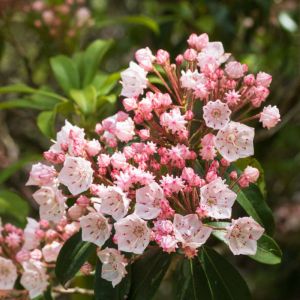 Kalmia latifolia ‘Nipmuck’ – Calico Bush – Mountain Laurel – get a quote