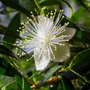 Myrtus communis – Common Myrtle – True Myrtle – Myrtle – get a quote