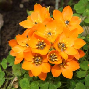 Ornithogalum dubium – Ornithogalum florescens – Ornithogalum triniatum- Star-of-Bethlehem – get a quote