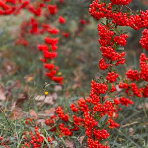 Pyracantha atalantioides – Chinese Firethorn – Firethorn – get a quote