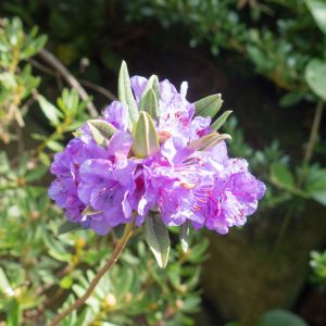 Rhododendron hippophaeoides – Azaleas – get a quote